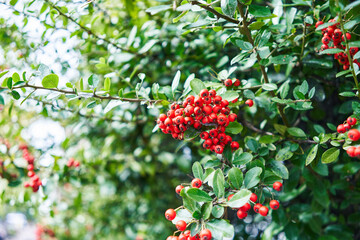 Obraz premium Close-up of vibrant red berries on a green foliage background in daylight.