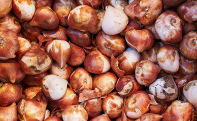 Close-up of fresh, organic tulip bulbs in a market setting, with visible textures and natural colors.