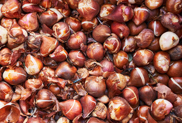 Close-up view of fresh, unpeeled tulip bulbs in bulk, suggesting gardening and agriculture.
