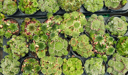 An overhead view of assorted succulent plants in pots neatly arranged for sale in a greenhouse.