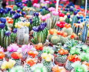 Colorful cacti with vibrant artificial flowers in pots on display at a plant market.