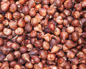 Close-up of multiple fresh tulip bulbs in a market setting ready for planting.
