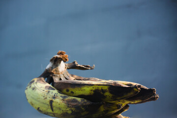 Green bananas with black spots that are too ripe