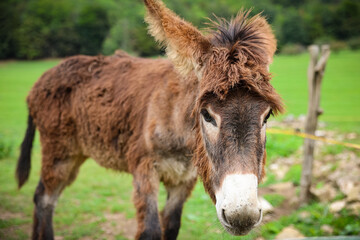 a donkey in a  green meadow, Luka plna syslov, slovakia, slovensko
