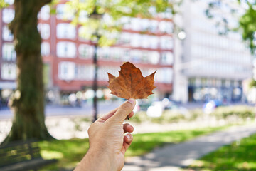 Close-up of a man's hand holding a maple leaf with city park and buildings blurred in the...