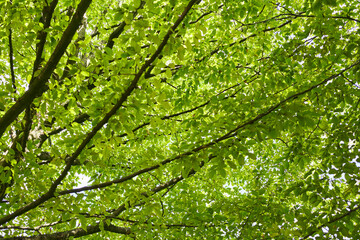Looking upwards through a canopy of lush green leaves against a bright sky, suggesting spring and tranquility in nature.