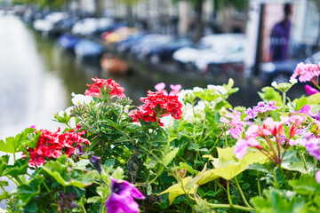 Vibrant flowers bloom along an amsterdam canal, with parked cars and boats blurred in the...