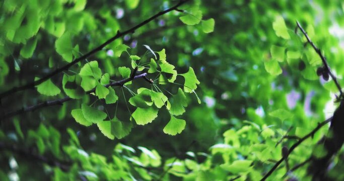 Ginkgo leaves in summer
