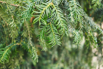 Close-up view of vibrant green evergreen spruce needles with soft-focus background in a forest...