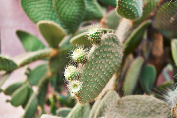 Close-up image capturing the prickly texture of a green cactus in natural daylight.