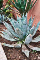 A succulent agave plant with pointed leaves grows in soil against a terracotta backdrop, depicting...