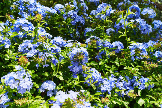 A vibrant display of blue plumbago flowers flourishing under bright sunlight in a lush garden environment.