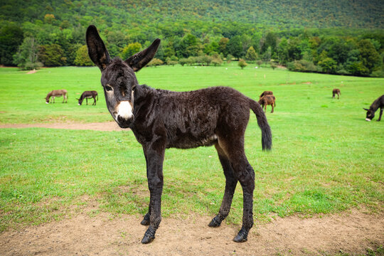 a young donkey in a  green meadow, Luka plna syslov, slovakia, slovensko