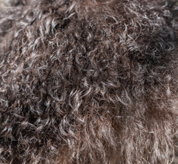 close up of fur texture