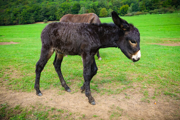 Fototapeta premium a baby donkey in a green meadow, Luka plna syslov, slovakia, slovensko