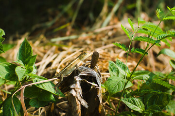 Yellow lizard in the bush