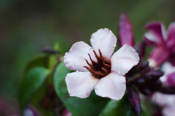 Climbing Oleander or Strophanthus gratus