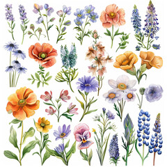 Stunning watercolor flowers in a variety of hues bloom against a pure white background,