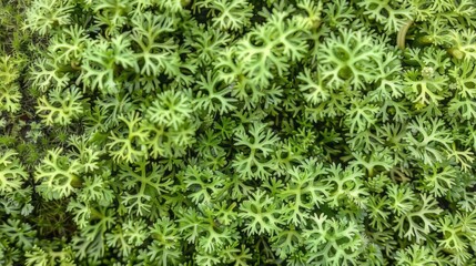 Green moss photo texture background from above.  Realistic macro shoot. Modern eco friendly decor natural background. Symbol of sustainability. Wallpaper, Texture.