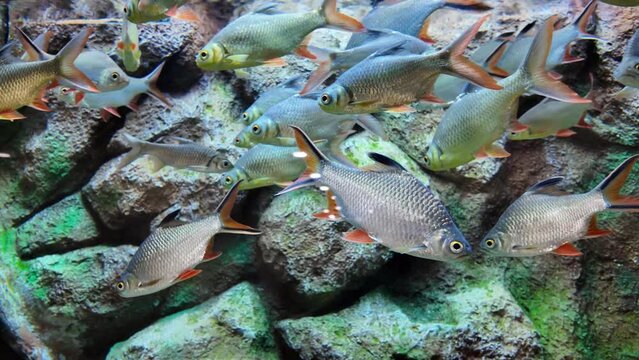 Scenic view of the Tinfoil barbs. Barbonymus schwanenfeldii fish in aquarium.
