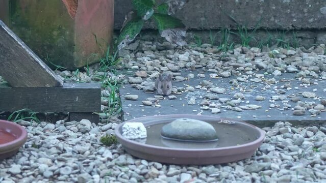 a wood mouse (long tailed field, Apodemus sylvaticus) feeding in a garden pation area