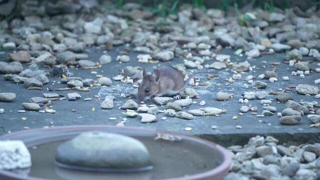 a wood mouse (long tailed field, Apodemus sylvaticus) feeding in a garden pation area