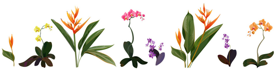 Horizontal border with Phalaenopsis, Dendrobium orchids, Bird of paradise. Red, orange, yellow tropical flower on white background. Panoramic view, realistic botanical illustration in watercolor style
