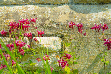 Colony of Common columbine flowers seen growing against an old English church wall in early summer. The flowers grow in a small village cemetery.