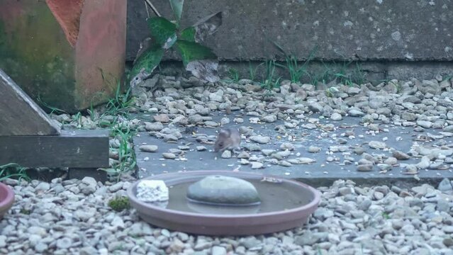 a wood mouse (long tailed field, Apodemus sylvaticus) feeding in a garden pation area