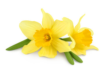 Daffodil flower or narcissus isolated on white background with full depth of field