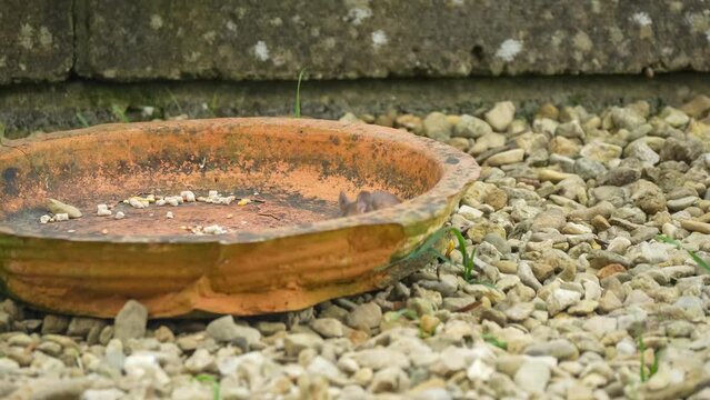 a wood mouse (long tailed field, Apodemus sylvaticus) feeding in a garden pation area