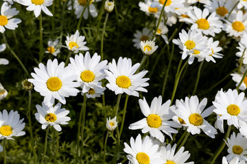 Wild daisy flowers growing on meadow, lawn, white chamomiles on green grass background. Oxeye daisy, Leucanthemum vulgare, Daisies, Common daisy, Dog daisy.