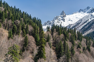 Fototapeta premium mountain forest