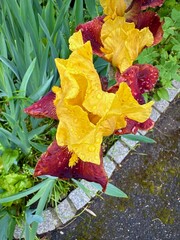 Obraz premium Dramatic Iris Barbatula Blooms: Vivid Yellow and Burgundy Flowers with Raindrops Against Green Leaves