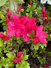 Stunning Close-Up of Rhododendron Blooms: Luminous Pink Flowers and Emerging Buds on Green Foliage