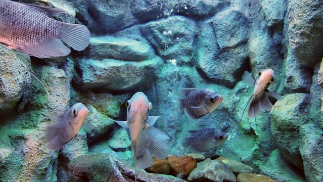 giant gourami is a freshwater ray finned fish of the macropod family. Important object of aquarium and pond fish farming. 
