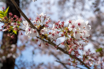 Cherry blossoms in Japan