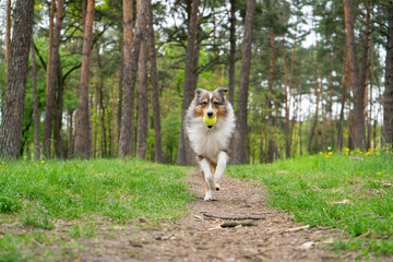 Cute fluffy gray tricolor dog shetland sheepdog. Happy active sheltie is running and playing with toy ball in park