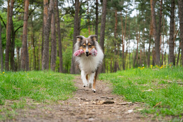 Cute fluffy gray tricolor dog shetland sheepdog. Happy active sheltie is running and playing with...