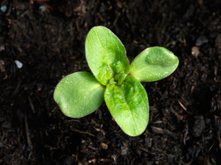 New seedling growing in soil