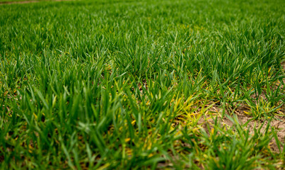 Close up of small rye growing in the field