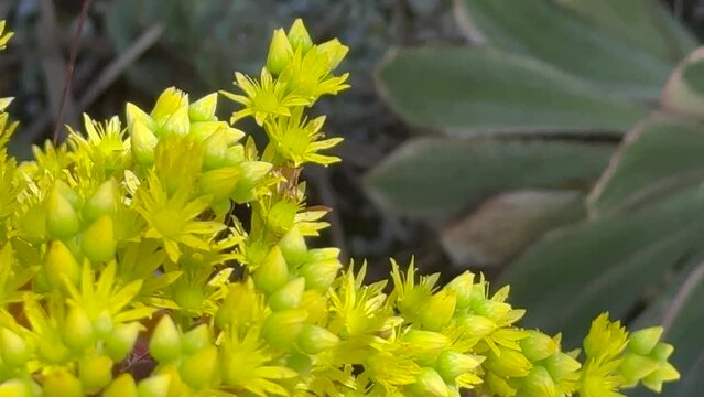 Beautiful black rose succulent plant in bloom and a bee, Los Angeles, Southern California
