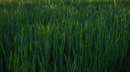 Close up of small rye growing in the field