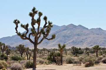 joshua tree national park