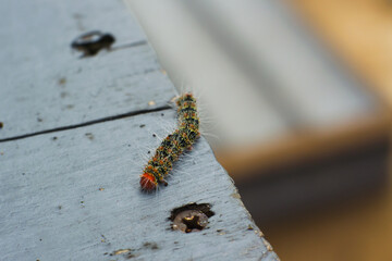 Cricula trifenestrata is caterpillar pest
