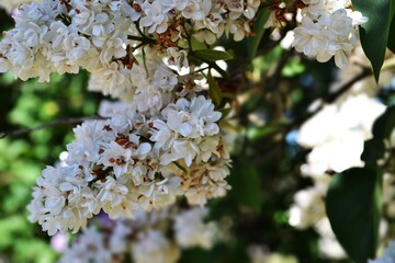 White lilac flowers In the garden 