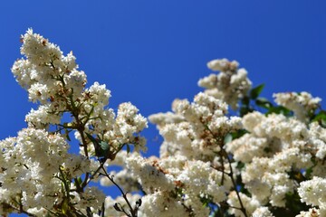 White flowers In the garden tree  