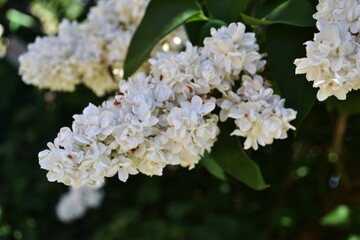 White lilac flowers In the garden 