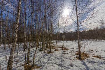  The snowflakes are melting, and the snow patches on the ground and trees are visible. The sunlight creates a lens flare and shadows in the forest clearing.