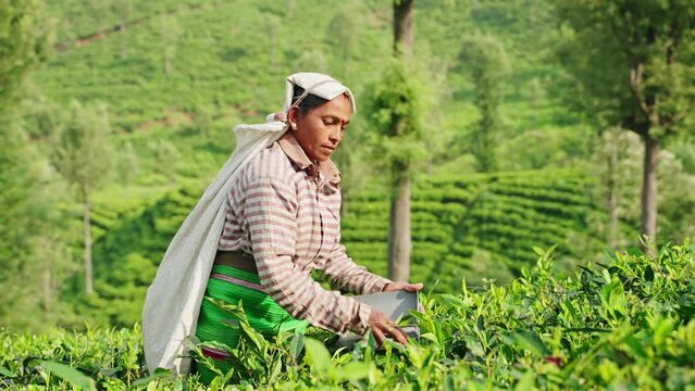 Woman picks fresh tea leaves on rich Sri Lankan plantation. Skilled worker harvests for authentic organic produce. Rural hillside farm scene portrays sustainable agriculture. Slow motion.